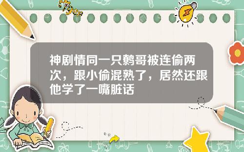 神剧情同一只鹩哥被连偷两次，跟小偷混熟了，居然还跟他学了一嘴脏话